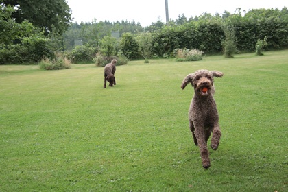 pip99