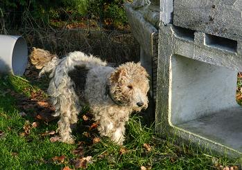 paddy2