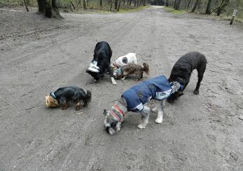 paddy32