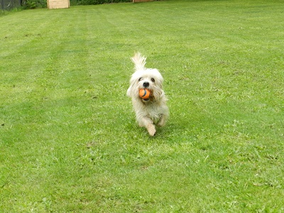 pippa2