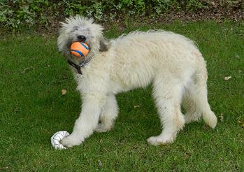 sri47