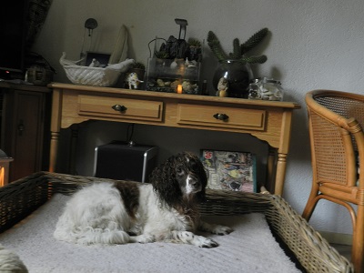 Tess voor